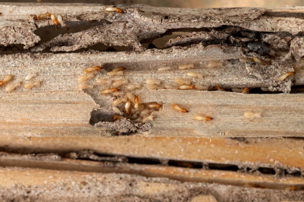 Best Residential Pest Control  in South Congaree, SC
